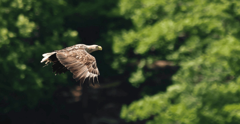 Örnsafari i Blekinge