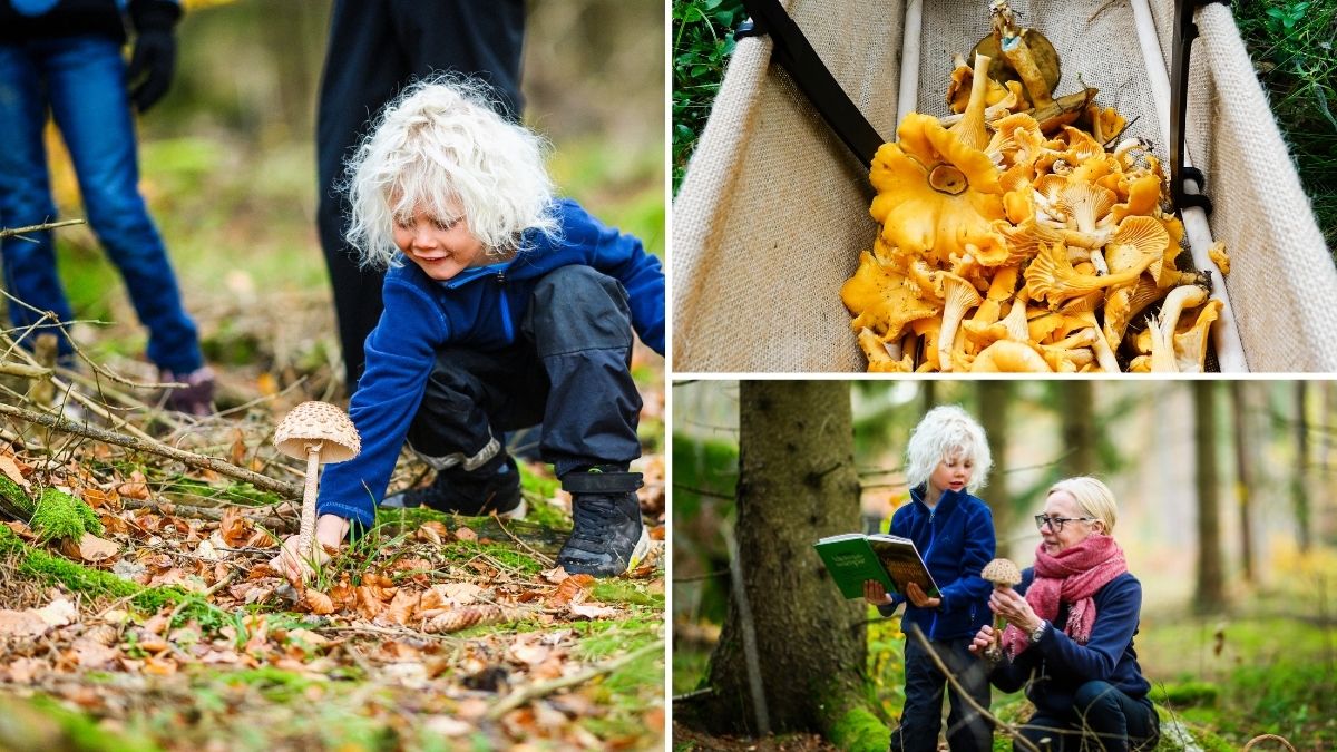 Barn plockar svamp i Blekinges skog; korg fylld med kantareller; vuxen och barn artbestämmer med svampbok.