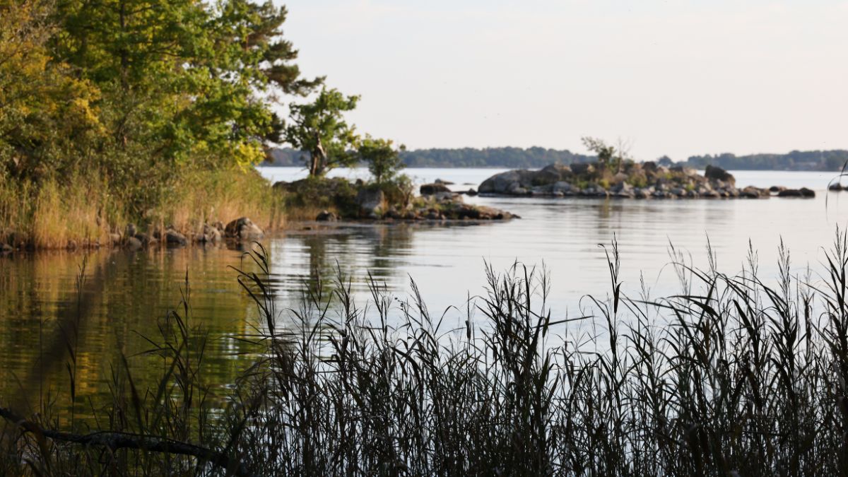 Skärgårdsnatur med vass, klippor och små öar i Blekinge, Sverige.