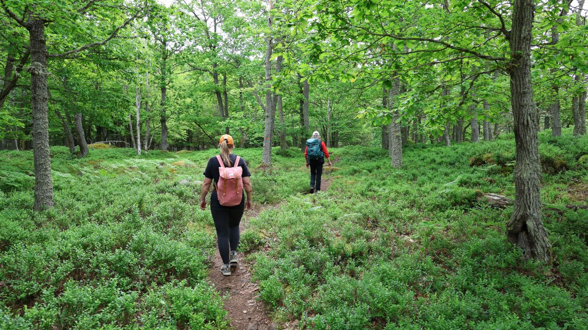 Eriksbergsleden i Blekinge med lummiga vandringsleder