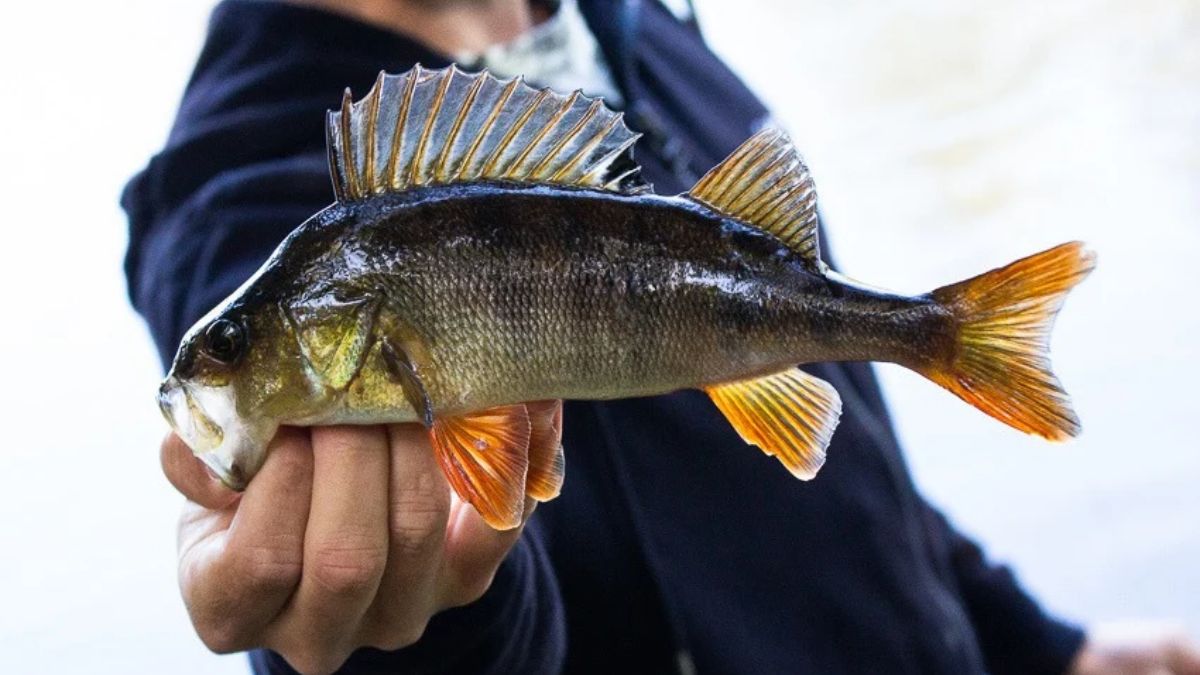 Fiska abborre i Blekinge
