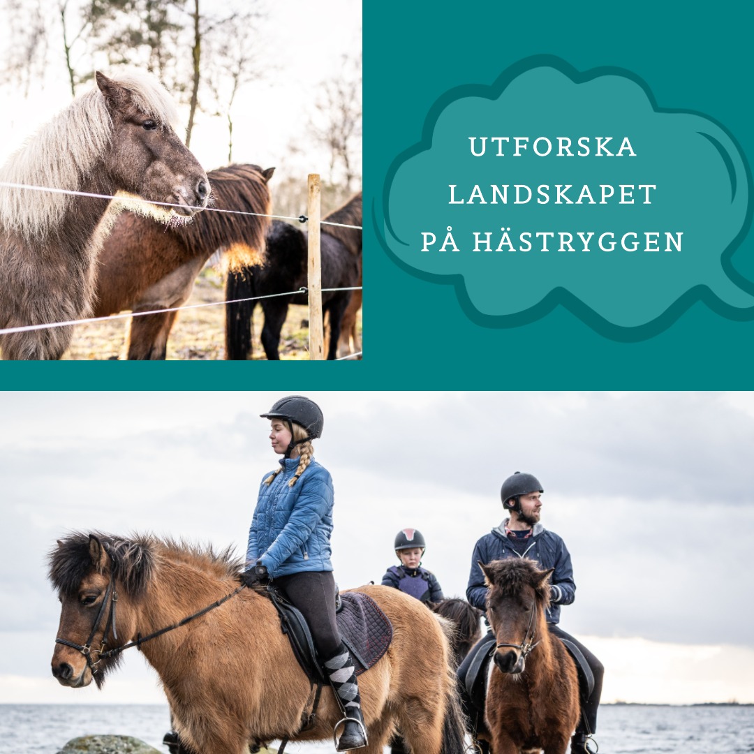 Turriddning på Fornhaga Islandshästar i Sölvesborg
