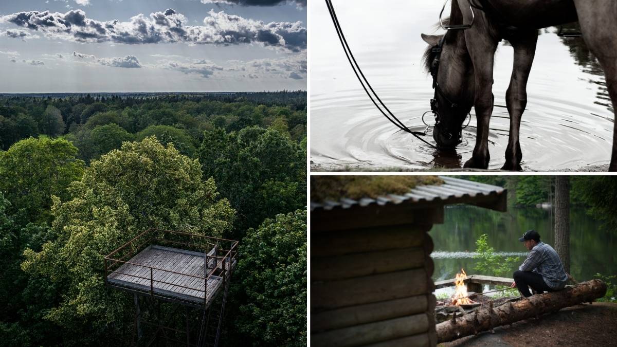 Kanot med tre personer som paddlar genom näckrosor på stilla skogssjö, sett rakt uppifrån.