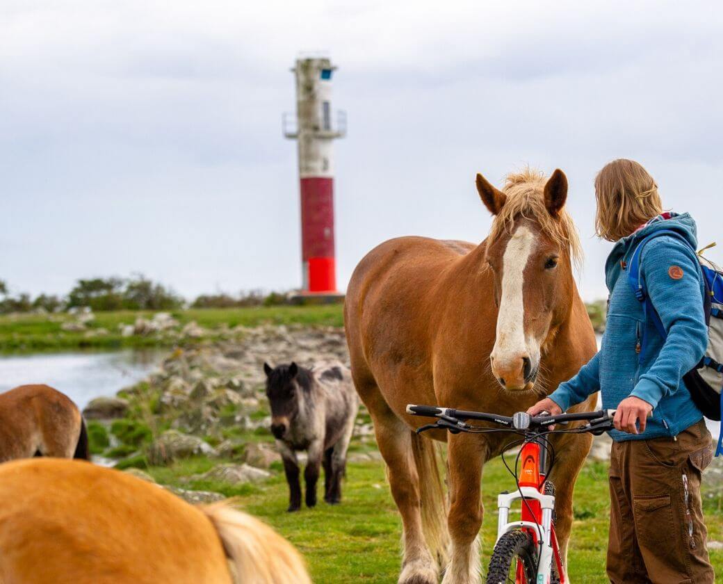 Hästar som strövar fritt längs Cykelled Listerlandet vid havet
