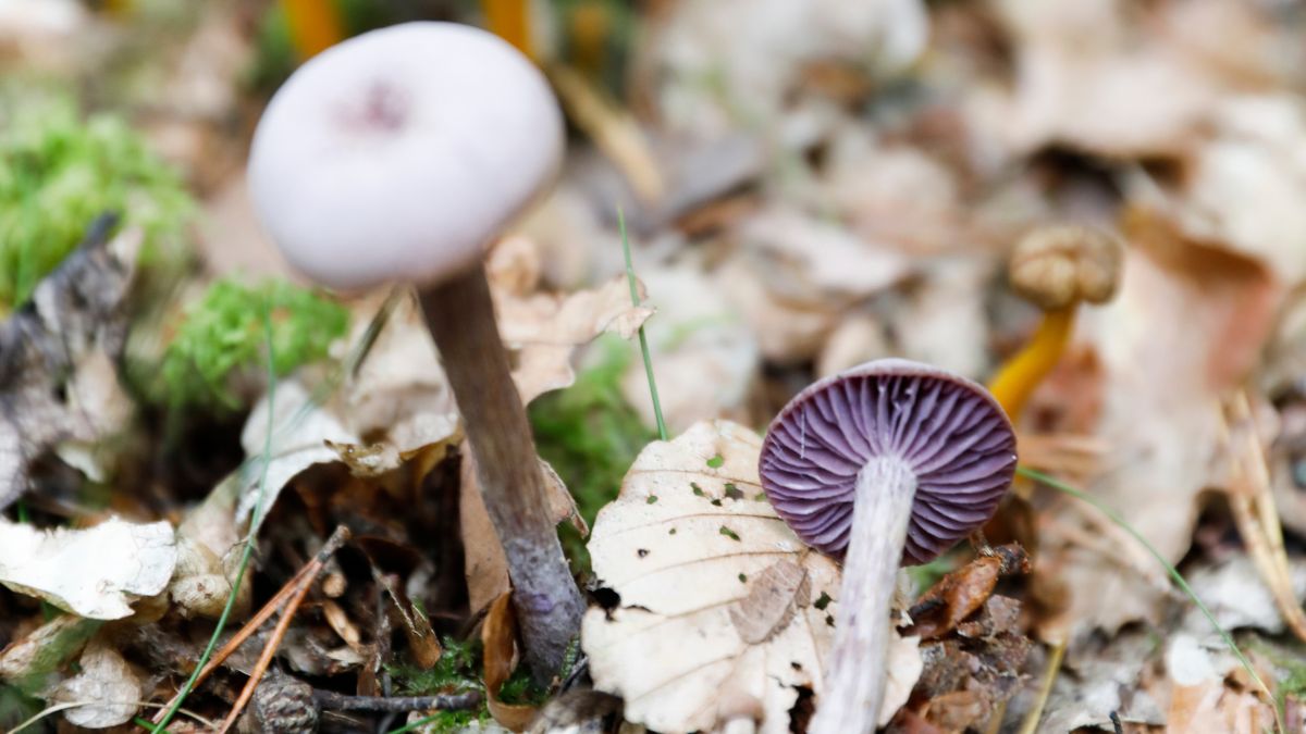 Två lila skogssvampar i höstlöv i Blekinges lövskog