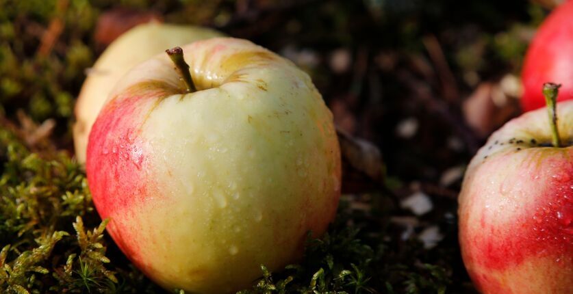 Skörda äpplen i trädgården