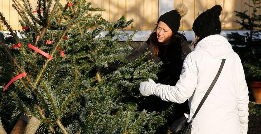 Handlar julgran på Riksdagsmannagården i Åryd, Blekinge