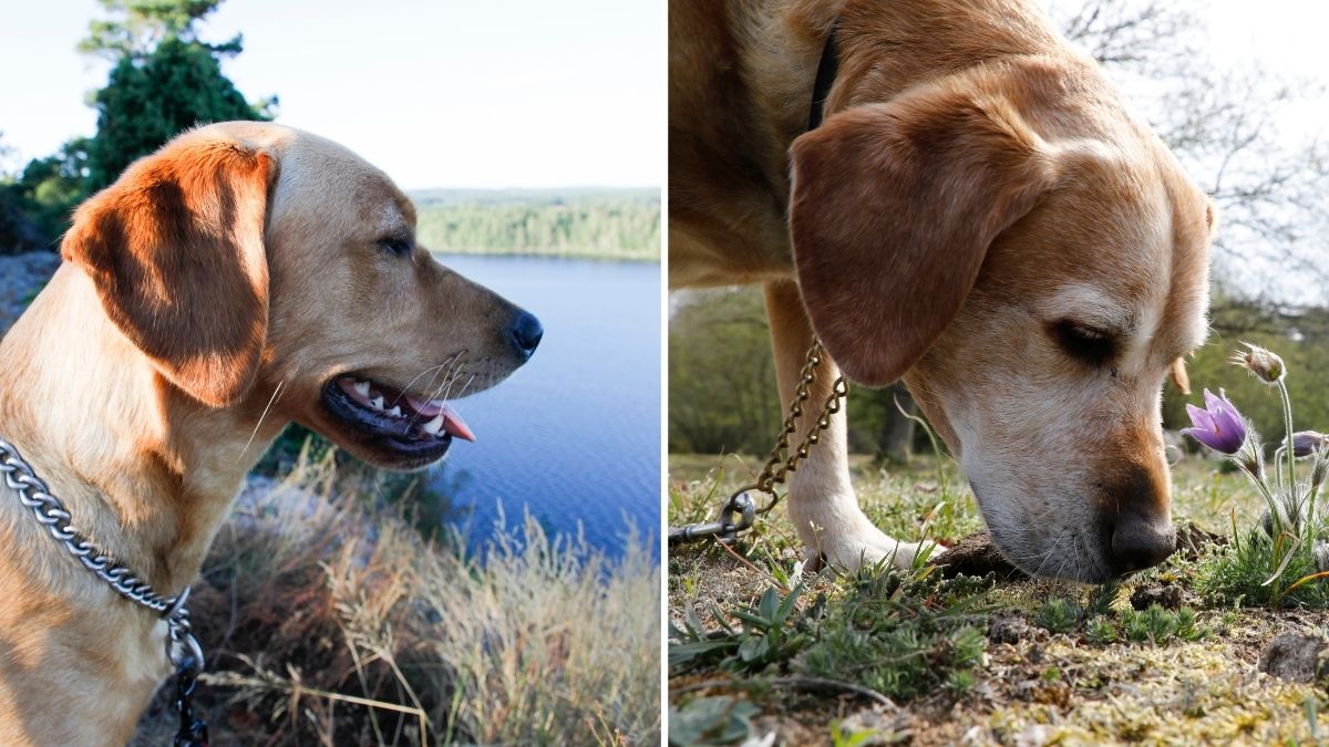 Semester med hund i Blekinge