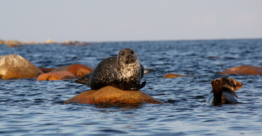 Naturen i Blekinge - Sälsafari i Blekinge