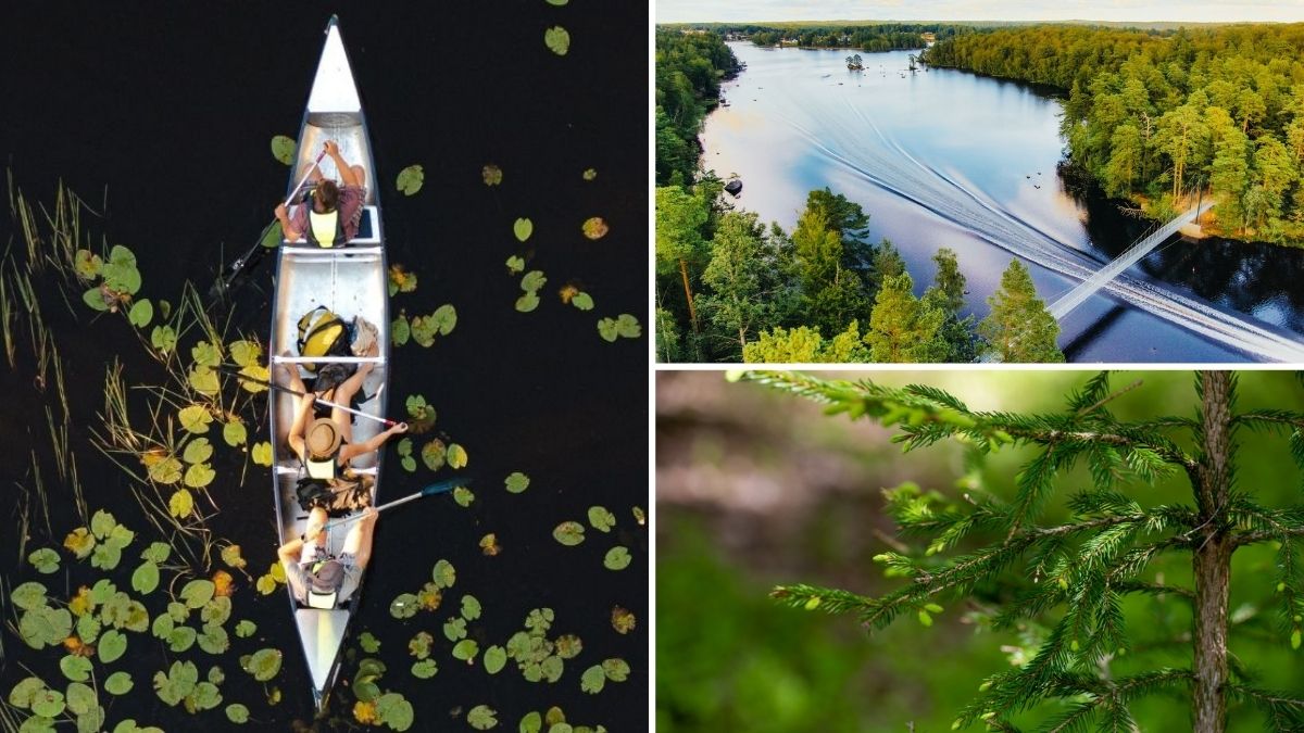 Kanot med tre personer som paddlar genom näckrosor på stilla skogssjö, sett rakt uppifrån.