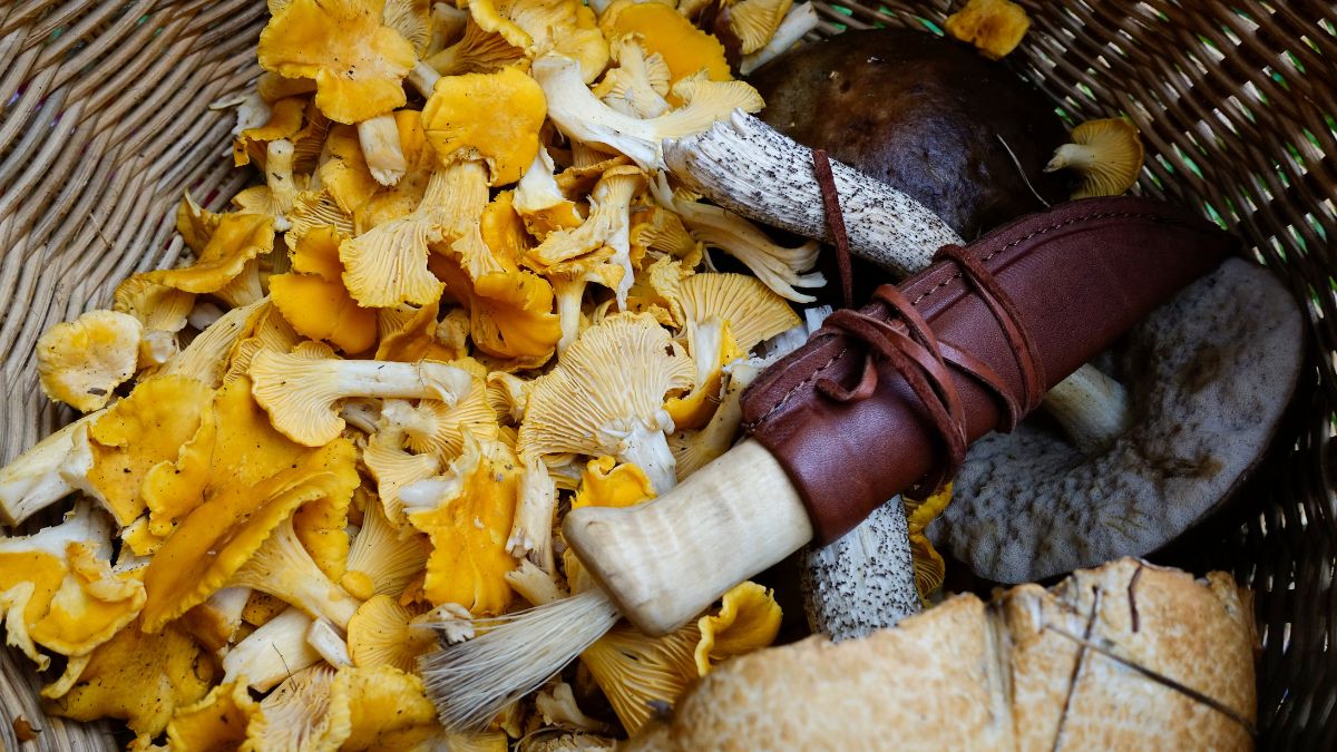 Korg med nyplockade kantareller, karljohan och svampkniv i Blekinges höstskog