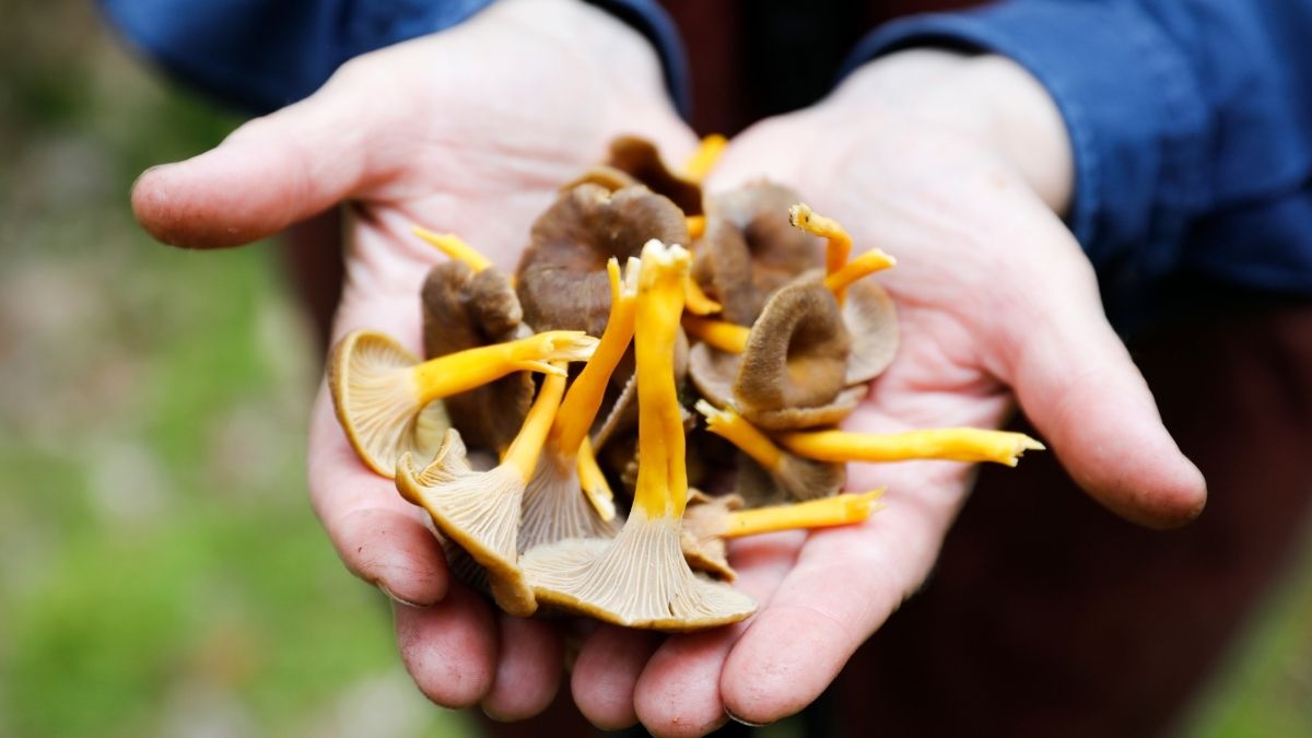 Hand som håller nyplockade trattkantareller i Blekinges höstskog