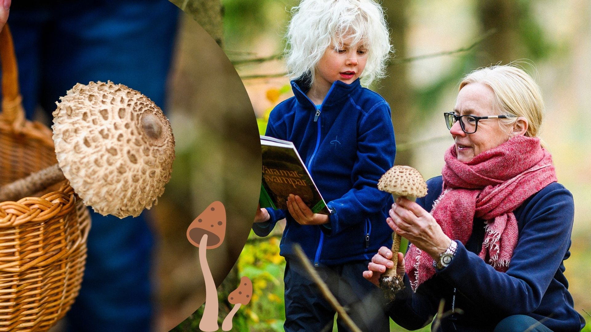 Svampplockning i Blekinge