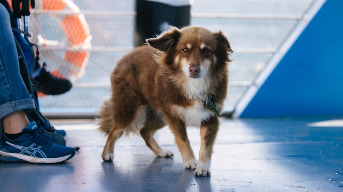 Dog on an archipelago ferry in Blekinge