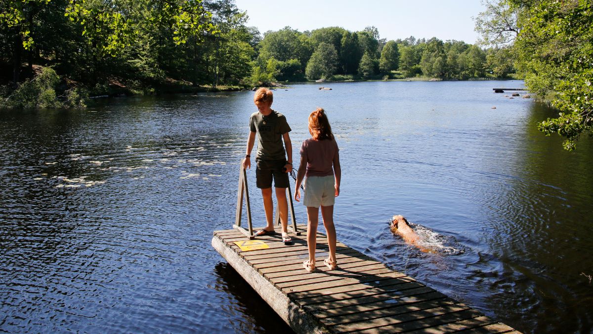 Hund vid hundvänlig badplats i Blekinge