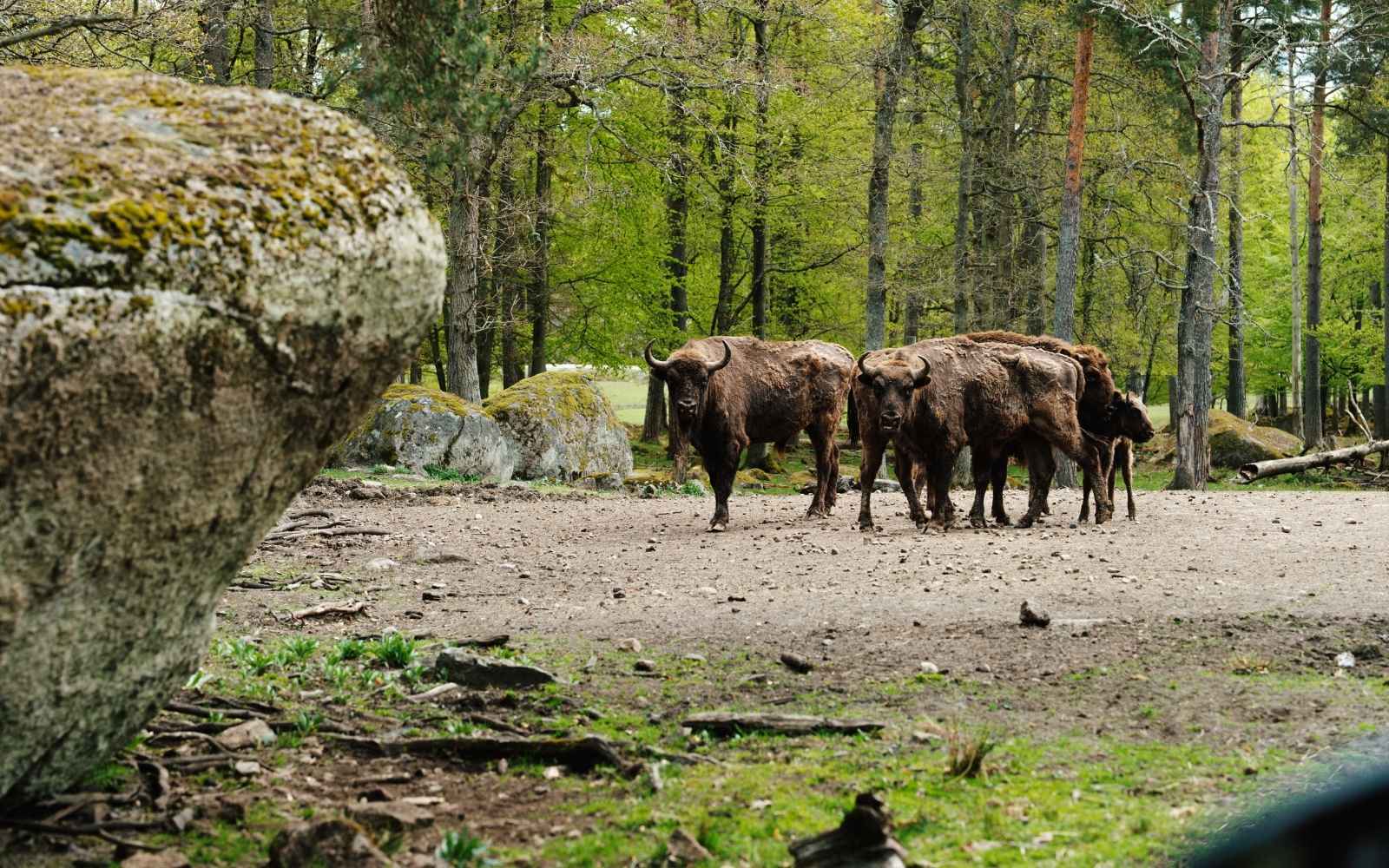 Nordisk safari på Eriksberg Hotel & Nature Reserve