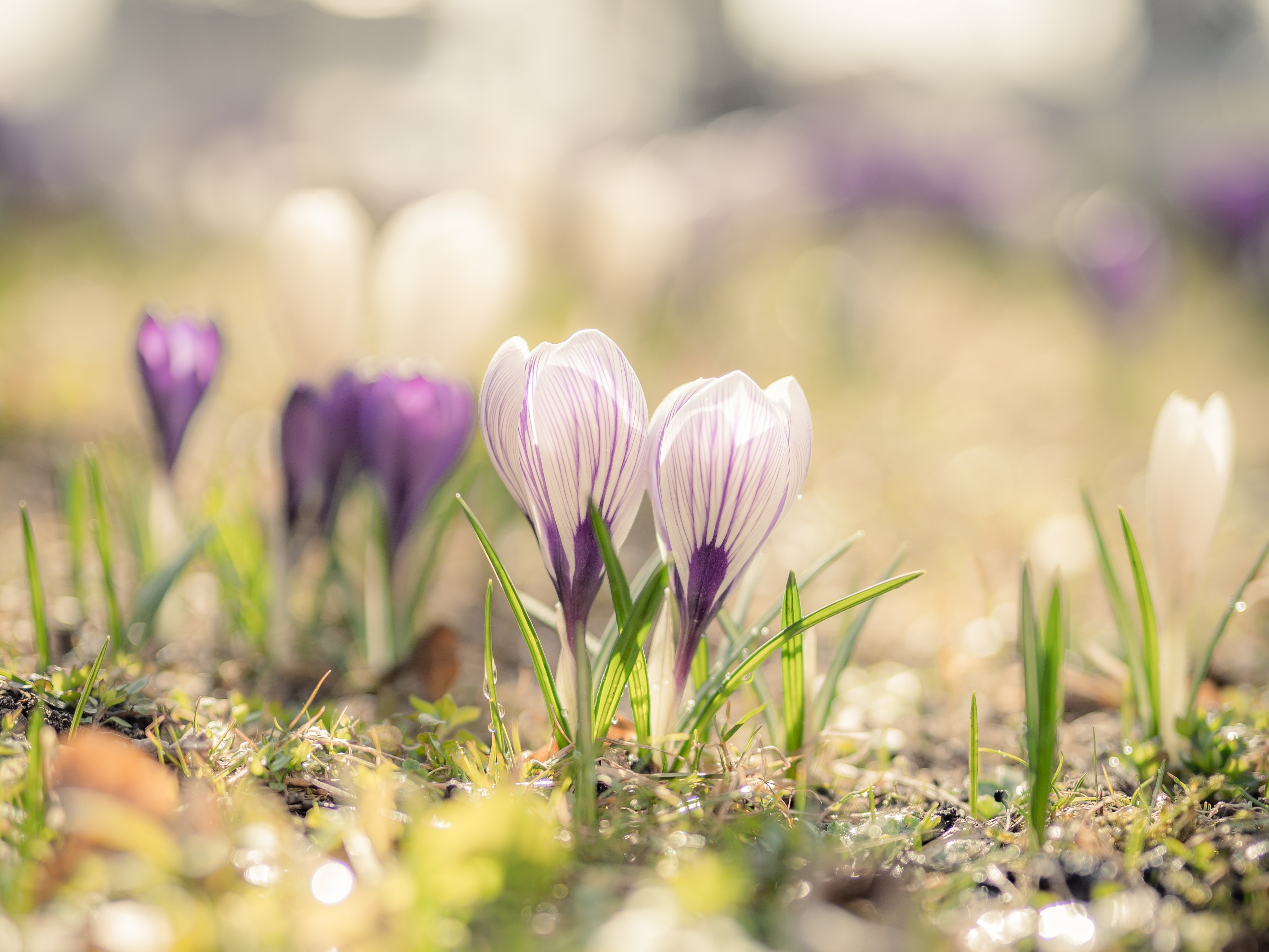 Vårblommor i sölvebsorg - krokus