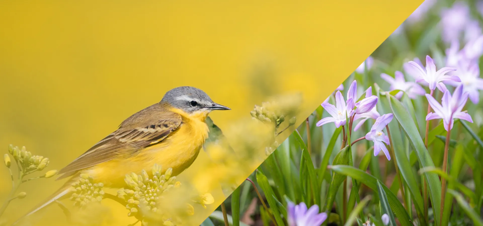 Vårbilder - paketerbjudande i Sölvesborg