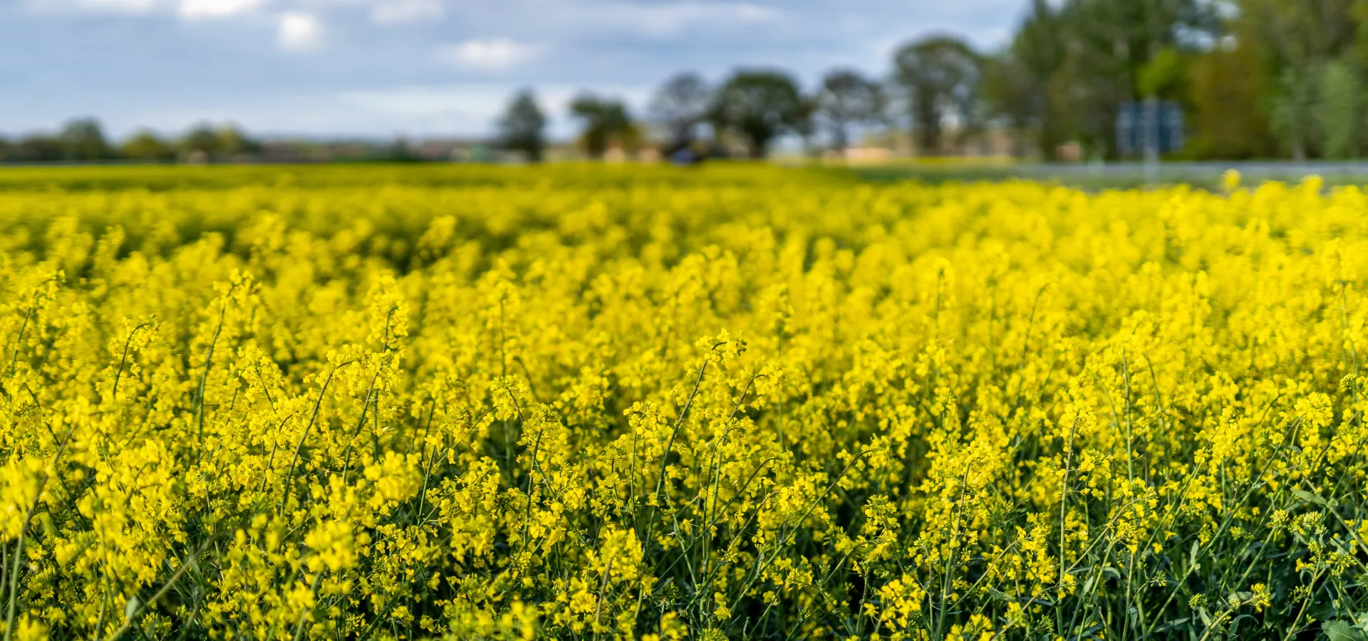 rapsfält på Listerlandet