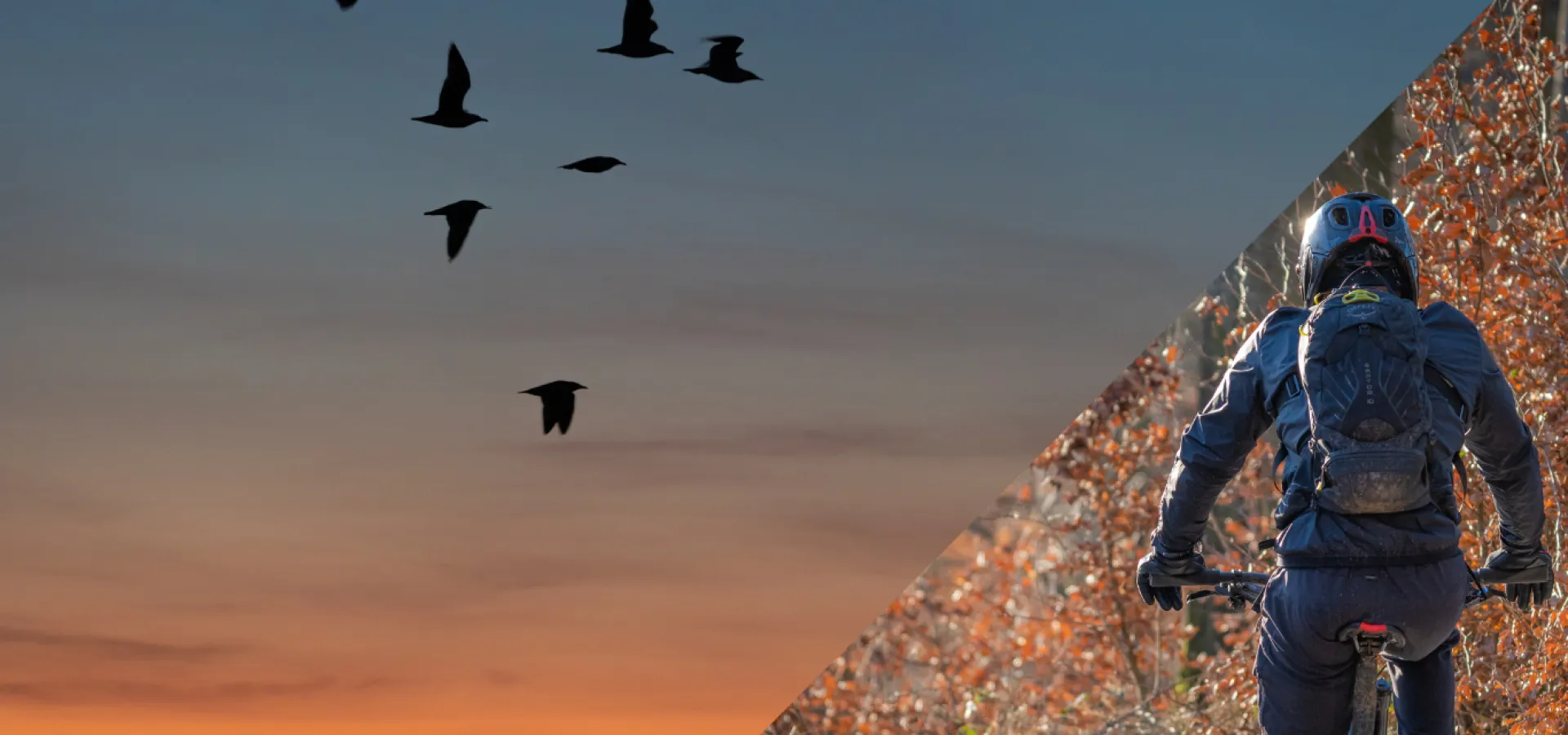 Fugle ved solnedgang og en mand på cykel i skoven.