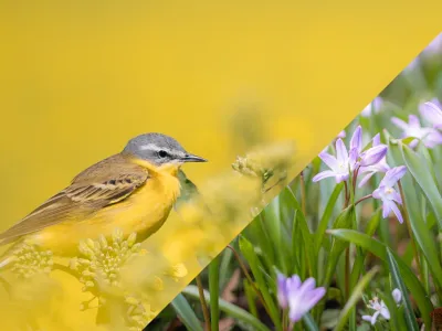 Vårbilder - paketerbjudande i Sölvesborg