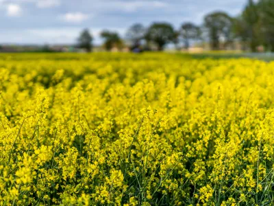 rapsfält på Listerlandet