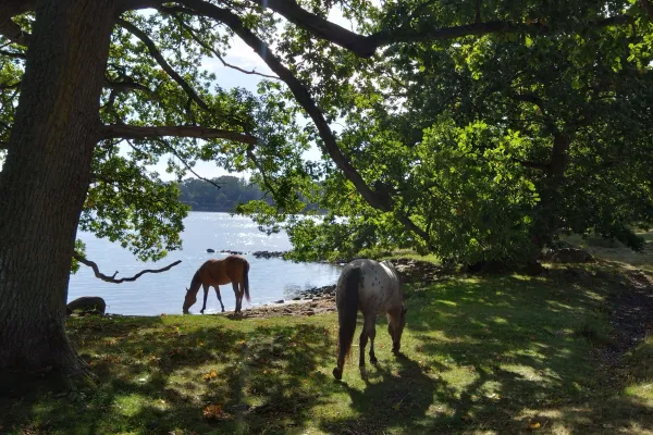SigNatur - Guidade vandringar