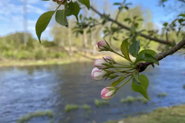 Vandringsled - Mörrums Kulturslinga