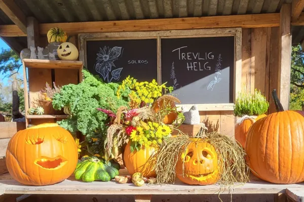 Pumpa-dag på Hasselstad Lantbod 