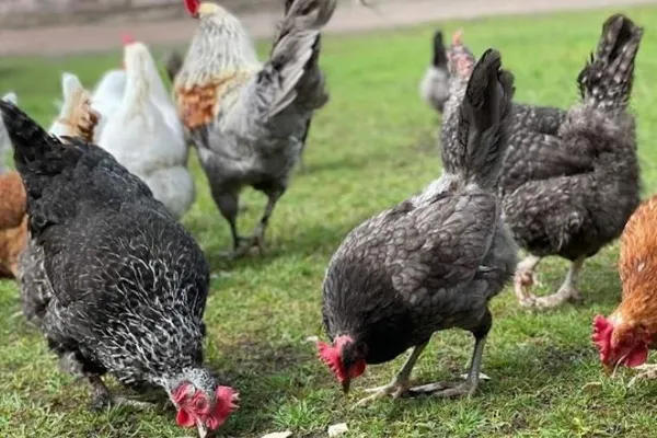 Gårdsbutik - Änghagen Gård