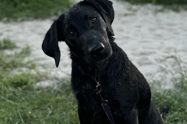 Badplats - för hundar