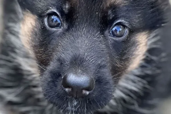 Ebafarmen Avel & Foder