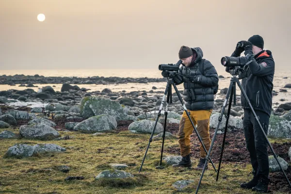 Fågelskådning i Sölvesborg