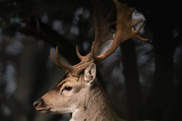 Hanö - naturreservat