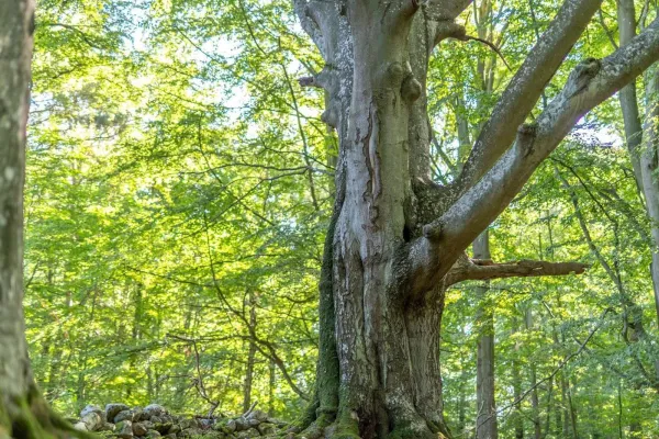 Hjärthalla - naturreservat 