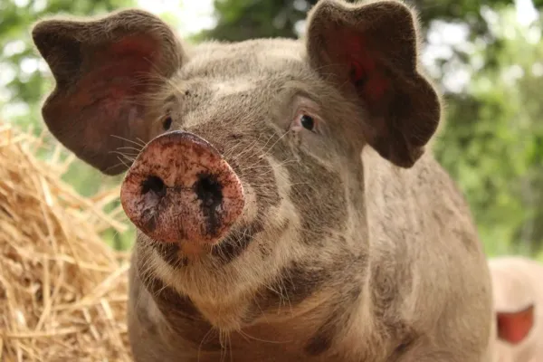 Lönneholmsgrisar - gårdsbutik