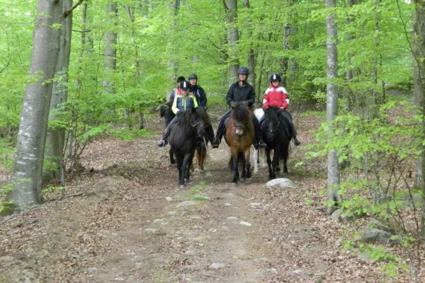 Ridning islandshästar