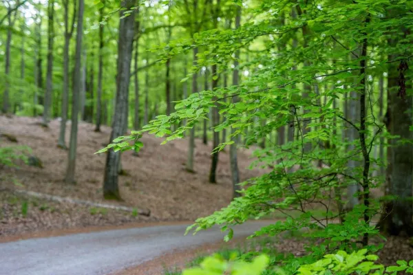 Ryssbergets Naturreservat 