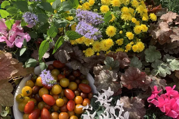 Sölvekulle handelsträdgård