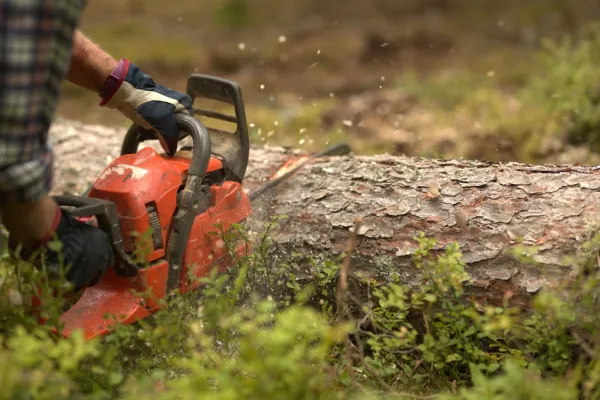 Jag och min mamma skogshuggaren