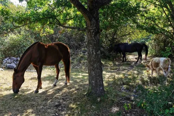 Matilda Möllerström - yoga, behandling och hästträning