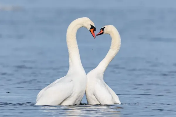 Kunskapsresa i Hörvik - fågelskådning