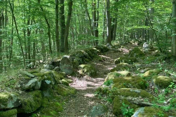 Kunskapsresa i Hörvik - fågelskådning