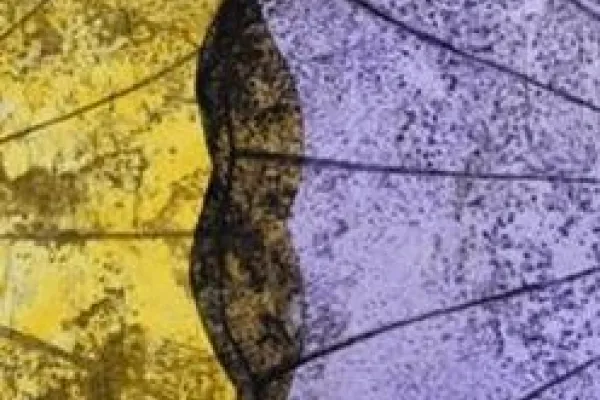 Konstutställning: Sofi Hagman 