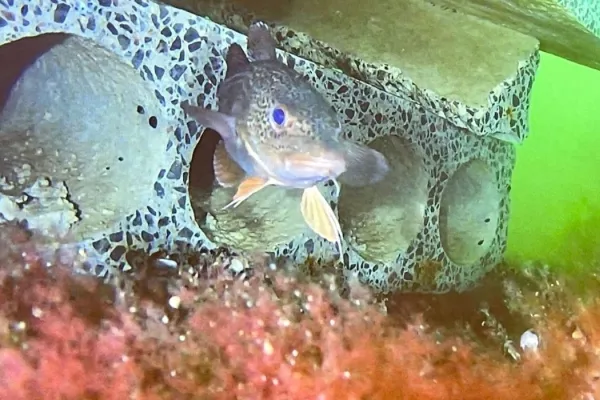 Föreläsning - Hanö Torskrev