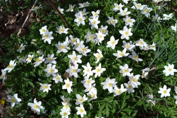 Naturdikt - Guidad tur på Tromtö