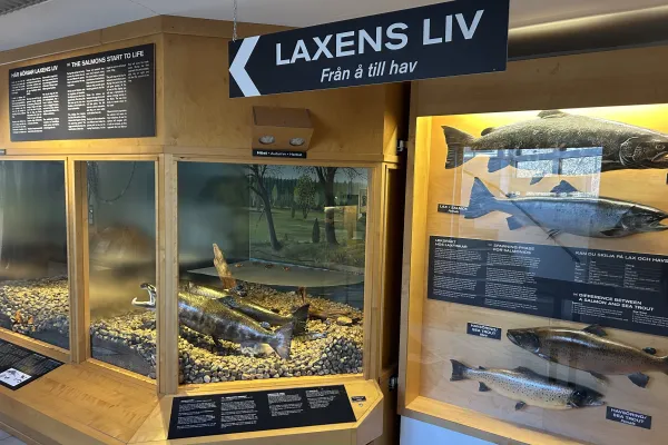 Laxens Hus i Mörrum