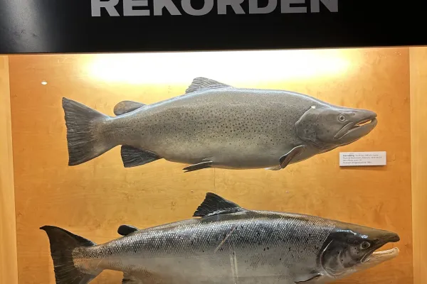 Laxens Hus i Mörrum