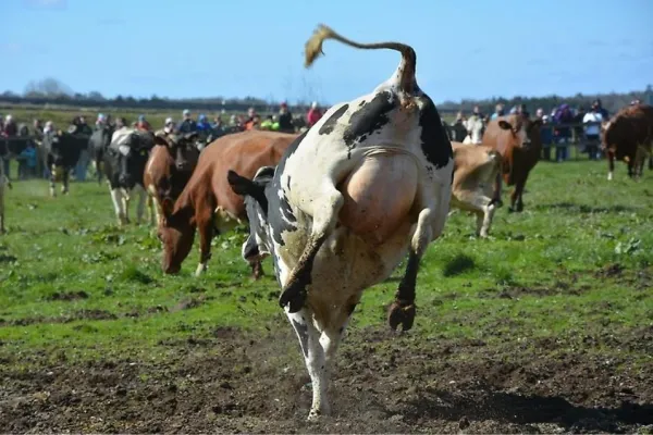 Kosläpp på Blekinge Naturbruksgymnasium