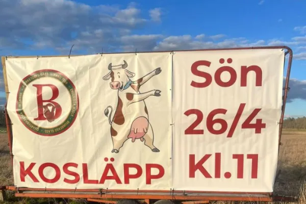 Kosläpp Björketorps Gård 